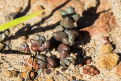 Dudleya brevifolia