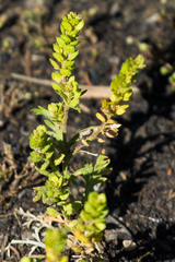 Lepidium strictum