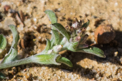 Gamochaeta stagnalis