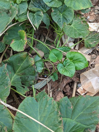 Foto de Batata-doce