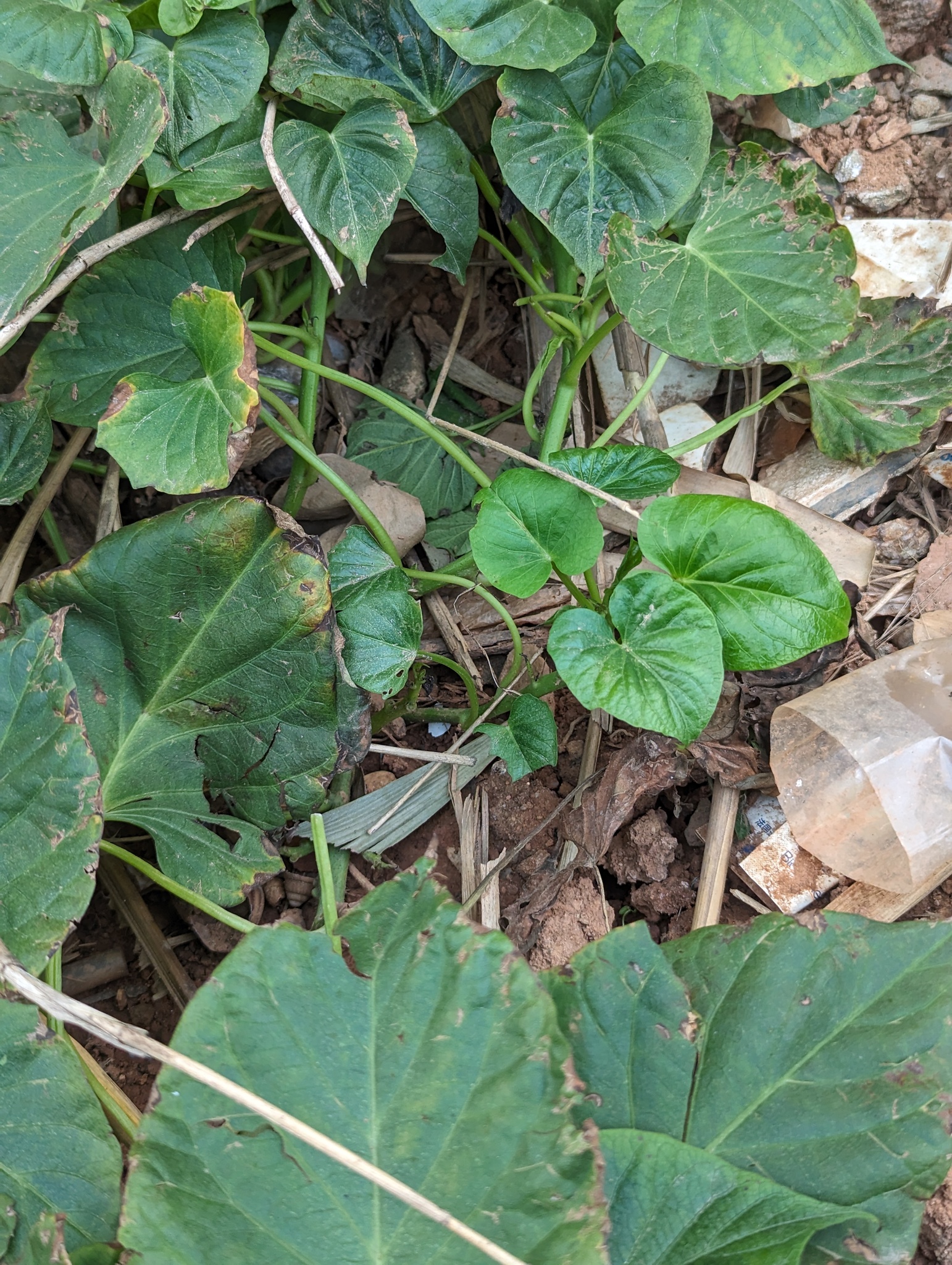 Batata-doce
