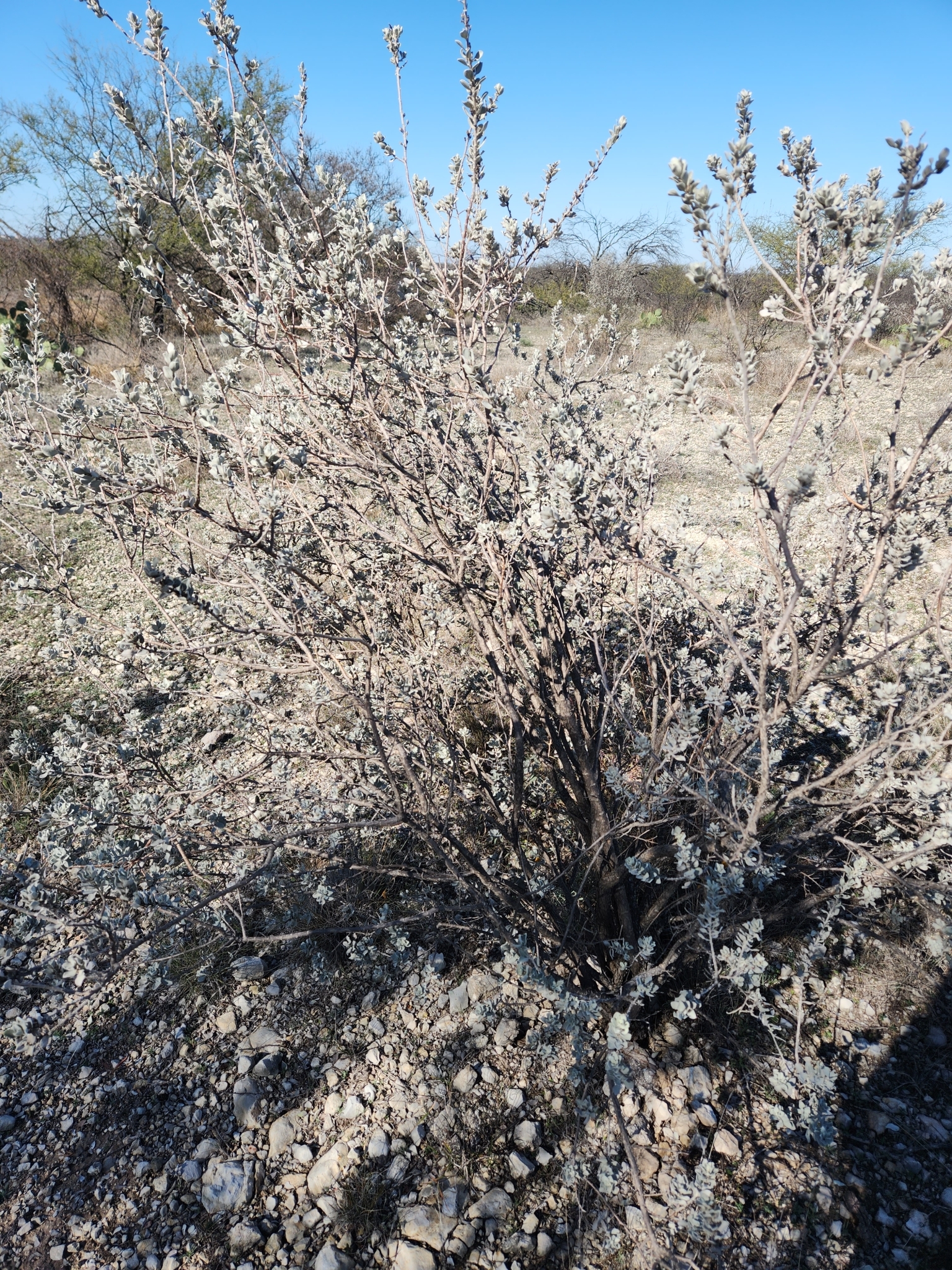 Imagem de Sálvia-do-Texas