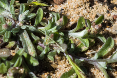 Gamochaeta stagnalis