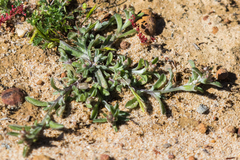 Gamochaeta stagnalis