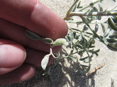 Astragalus aridus