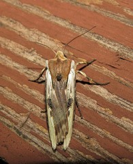 Xylena curvimacula