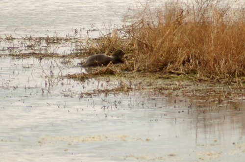 North American River Otter photographed in Indiana