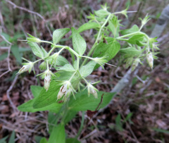 Lithospermum helleri