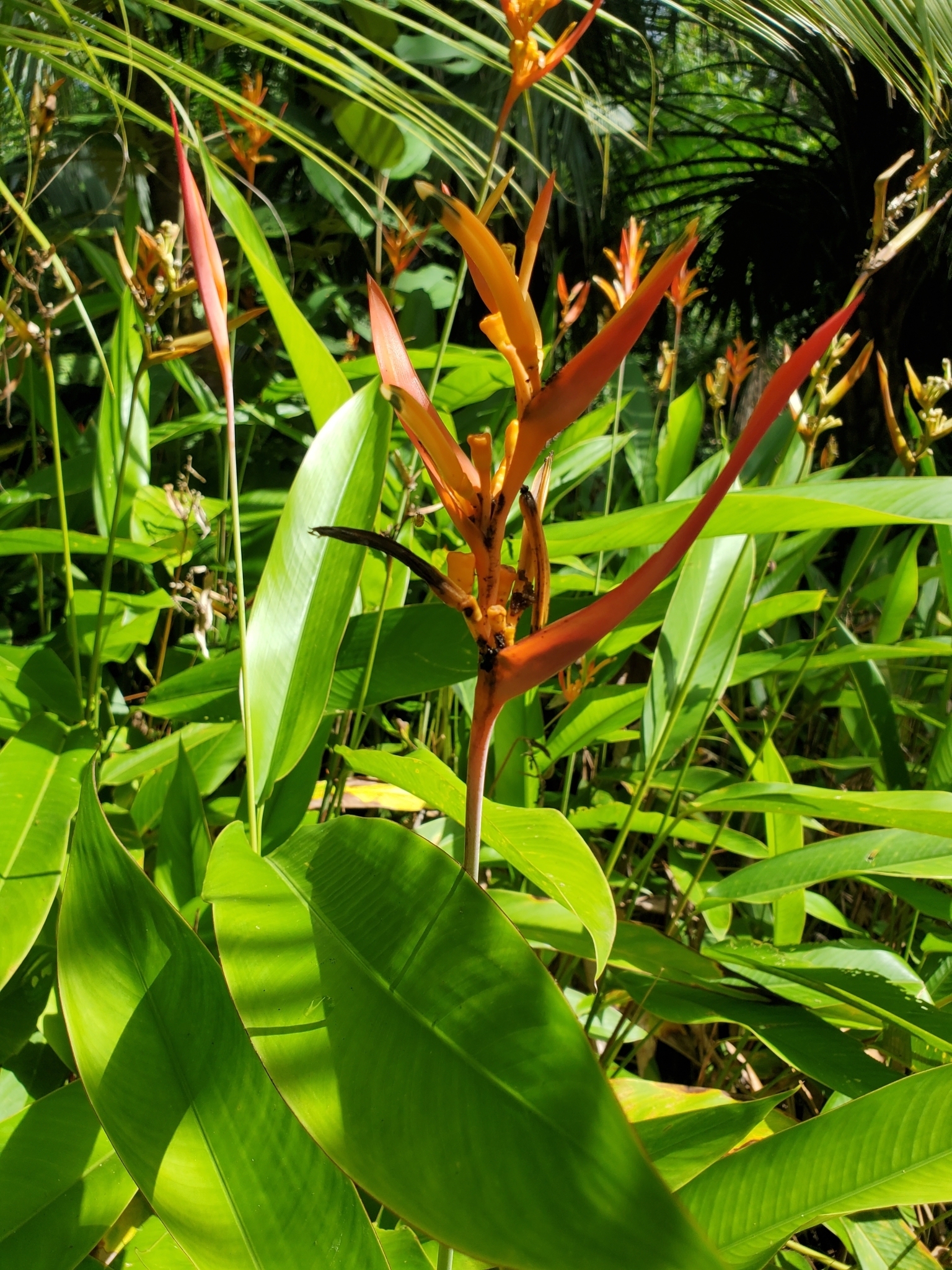Imagem de Bananeira-de-jardim