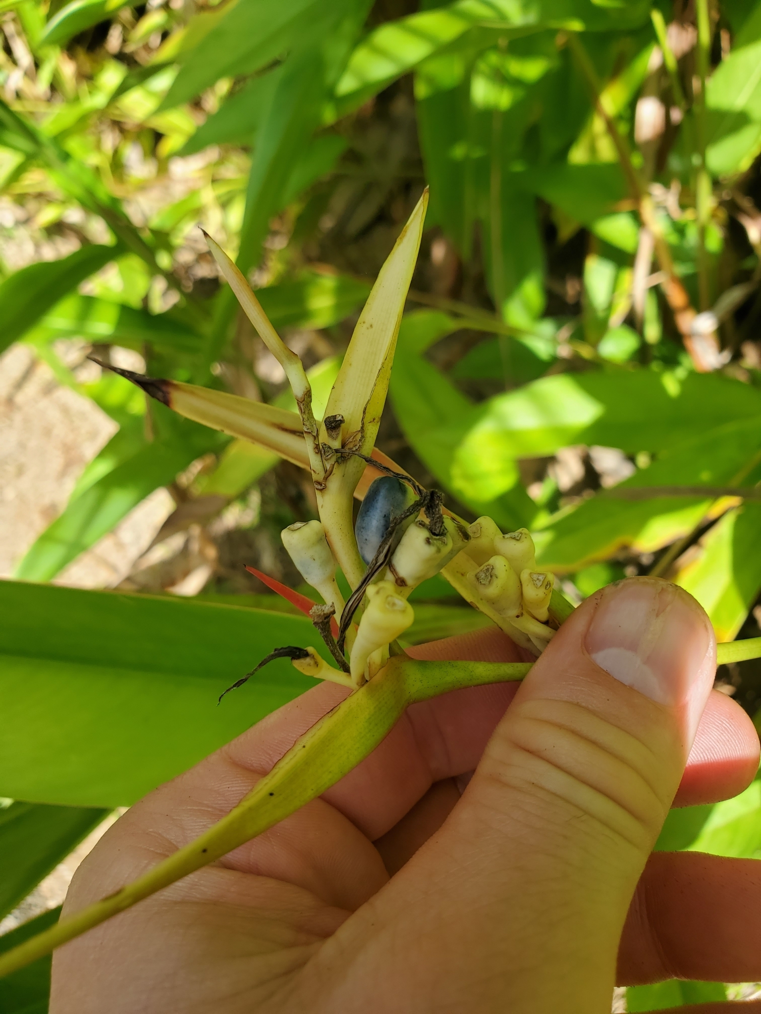 Imagem de Bananeira-de-jardim