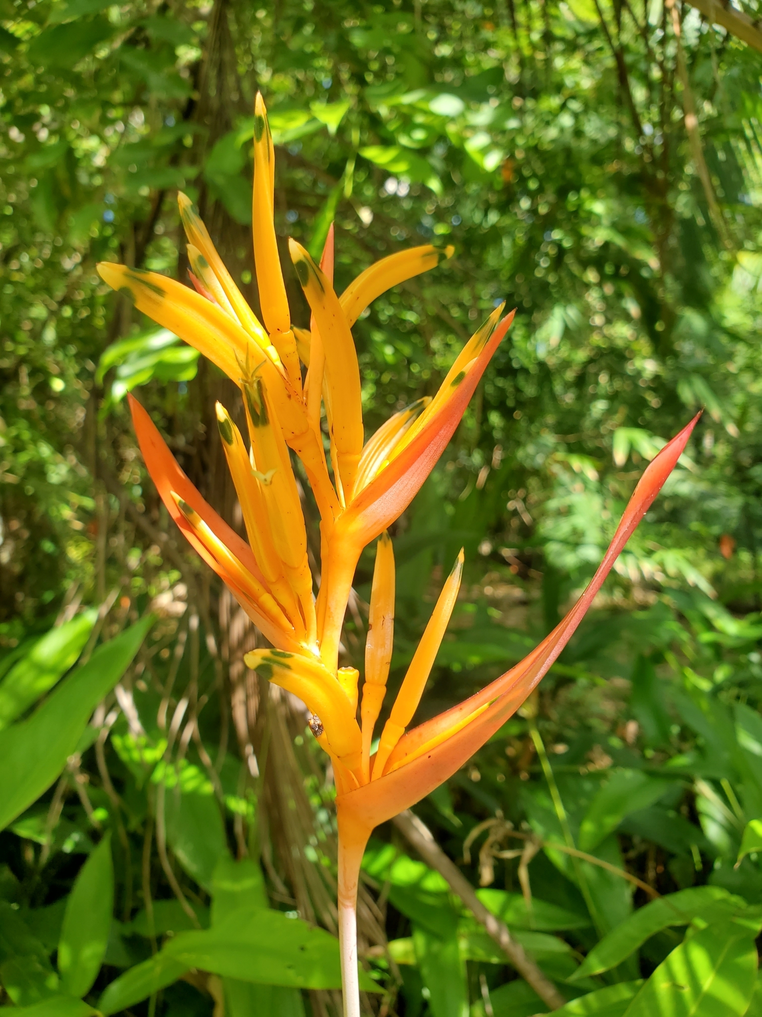 Imagem de Bananeira-de-jardim