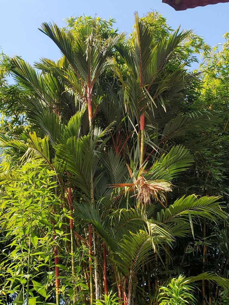 Foto de Palmeira-ráfia