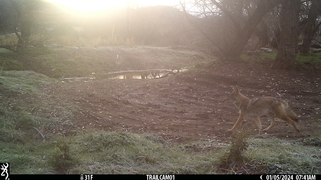 Coyote In January 2024 By Doug Andrews INaturalist   Large 