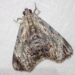 Enchesphora recurvalis