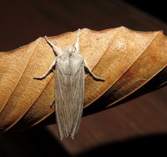 Catabena lineolata