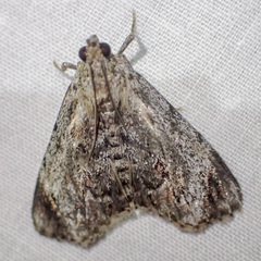 Enchesphora recurvalis