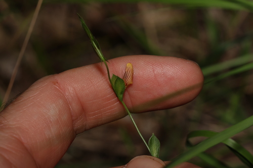 Image of Zornia dyctiocarpa by (c) Greg Tasney, some rights reserved (CC BY-SA)