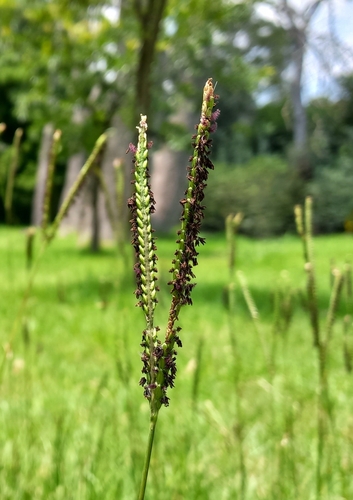 Foto de Grama-batatais