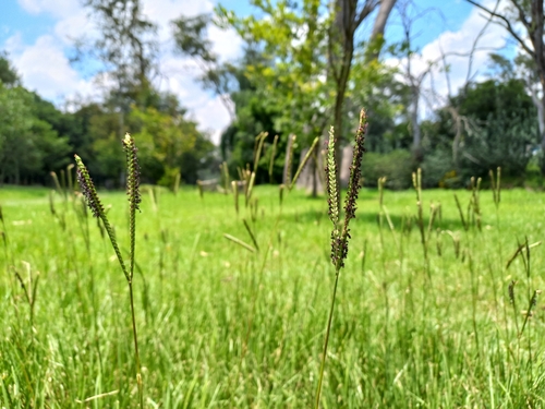 Foto de Grama-batatais