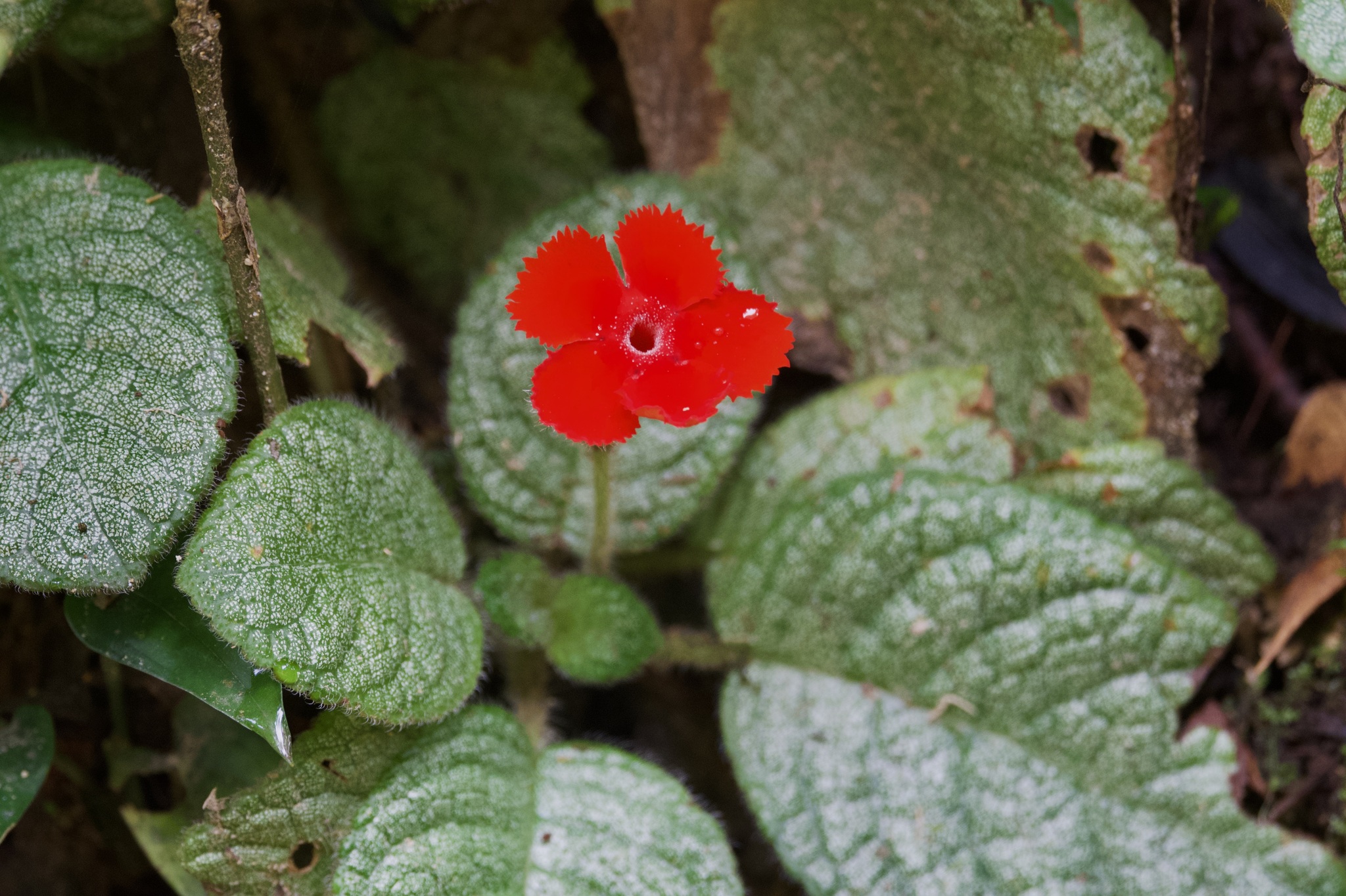 Episcia cupreata