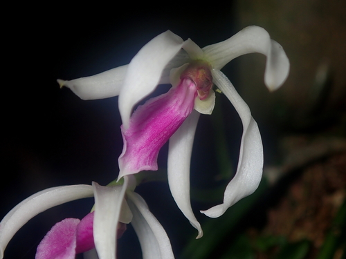 Leptotes bicolor, photograph 1