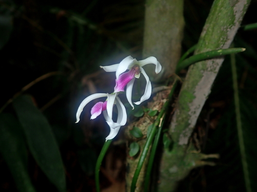 Leptotes bicolor, photograph 3