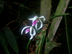 author not stated, no rights reserved Leptotes bicolor, photograph author not stated, no rights reserved