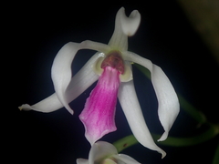 Leptotes bicolor