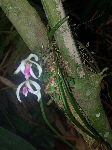 Leptotes bicolor, photograph 4