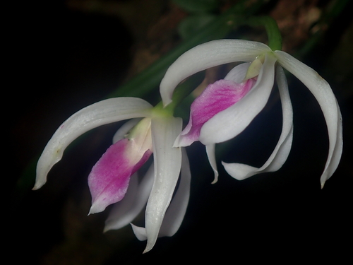 Leptotes bicolor, photograph 2