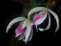 author not stated, no rights reserved Leptotes bicolor, photograph author not stated, no rights reserved