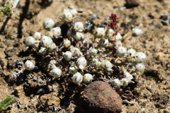 Stylocline gnaphaloides