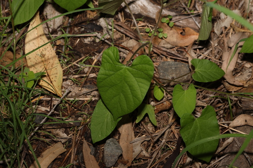 Image of Ipomoea plebeia by (c) Greg Tasney, some rights reserved (CC BY-SA)