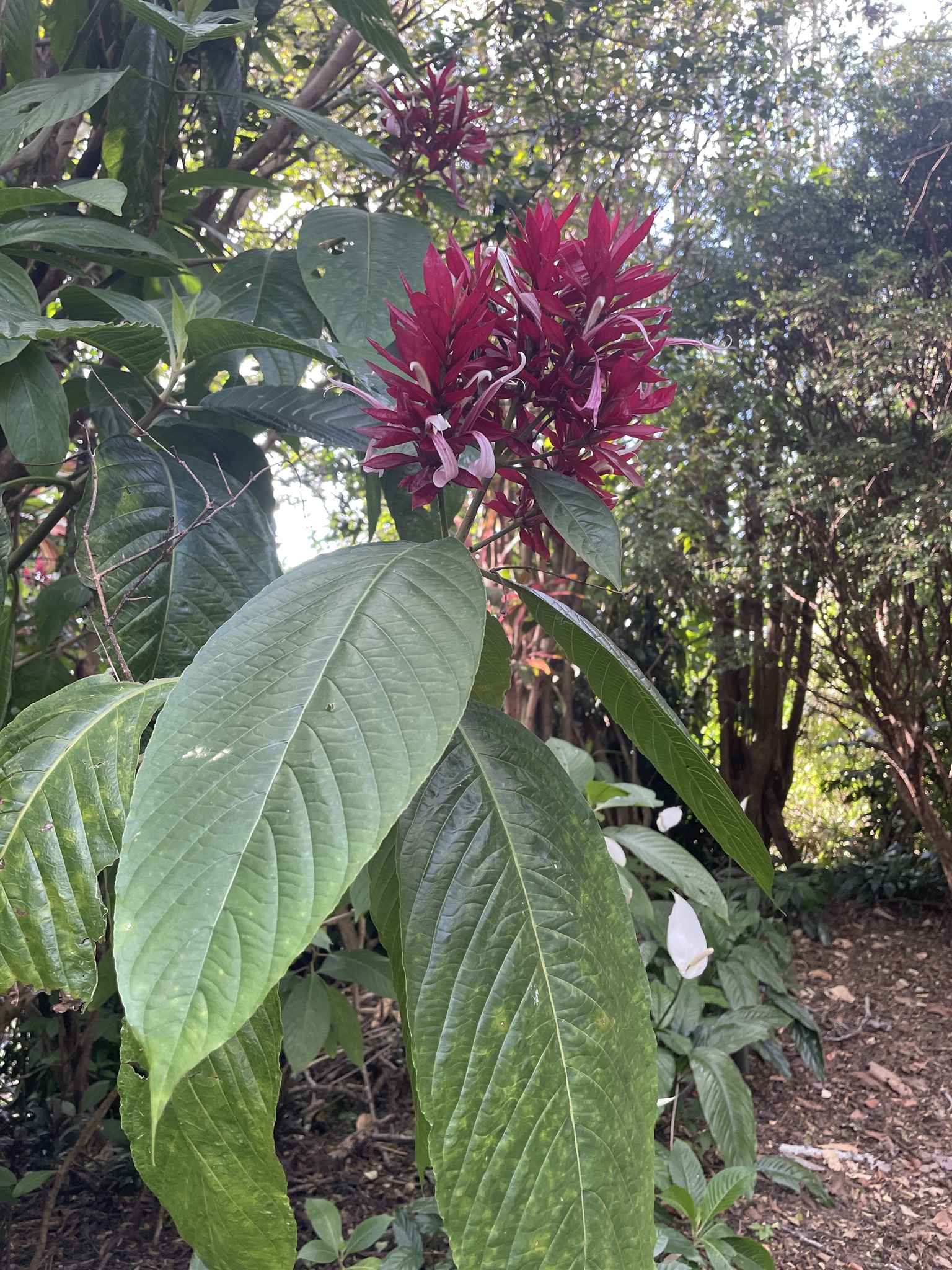 Imagem de Camarão-vermelho