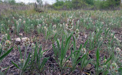 Plantago helleri