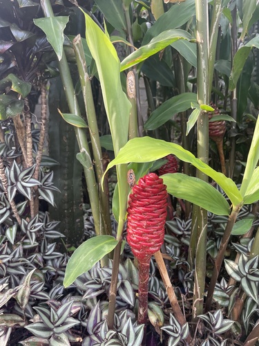 Foto de Gengibre-concha