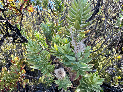 Image of Dubautia menziesii by no rights reserved