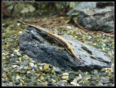 Twig Catfish photo 1