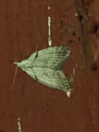 Ceanothus Nola Moth