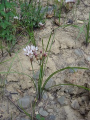 Nothoscordum andicola