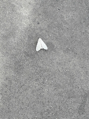 Noctuoidea