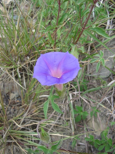 Image of Ipomoea pubescens by no rights reserved