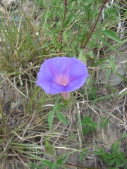 Ipomoea pubescens