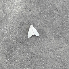 Noctuoidea