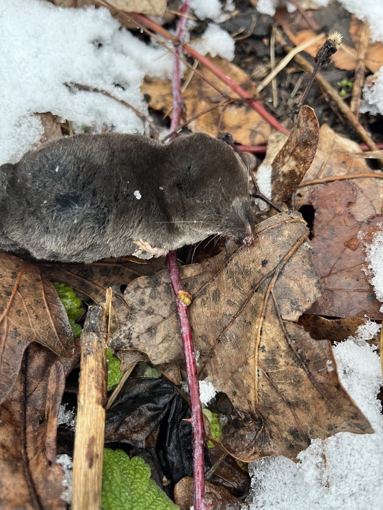 Northern Shorttailed Shrew from E Montague Rd, Rockford, IL, US on