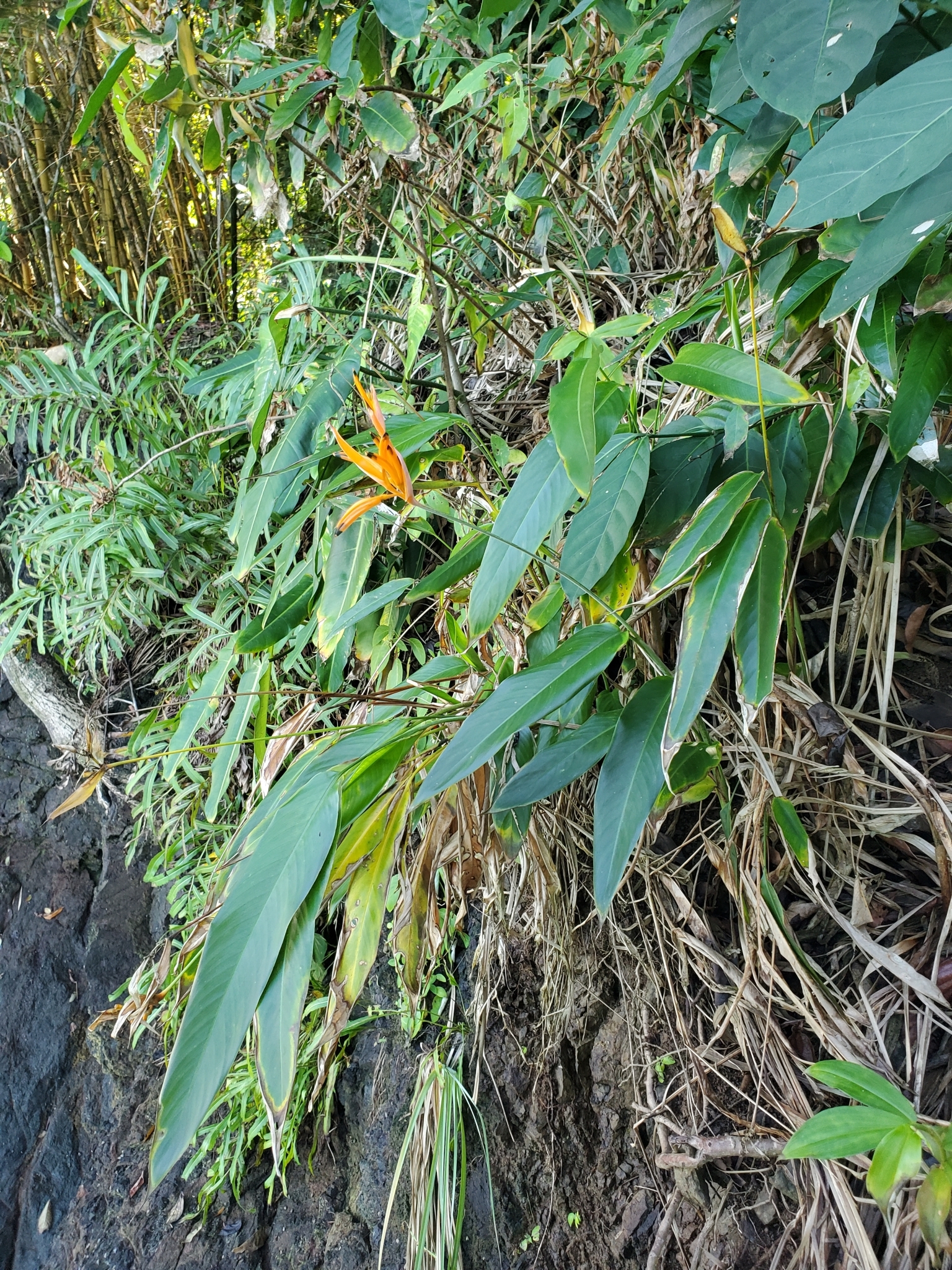Imagem de Bananeira-de-jardim