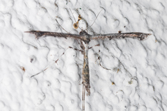Anstenoptilia marmarodactyla