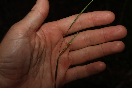 Image of Eriochloa pseudoacrotricha by (c) Greg Tasney, some rights reserved (CC BY-SA)