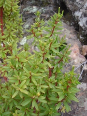 Peperomia galioides