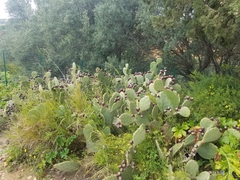 Opuntia anahuacensis